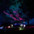 GardenGlow2020 10
