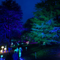 GardenGlow2020 12