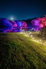 garden-lights-at-middleton-place-v0-lurt1gvladje1